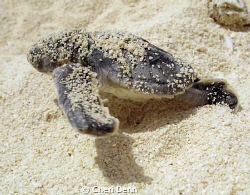 RUN, BABY, RUN  -  taken at the turtle release on Cozumel... by Cheri Denn 